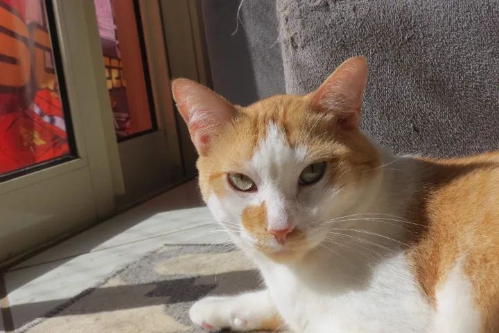 Gato macho adulto para adoção responsável