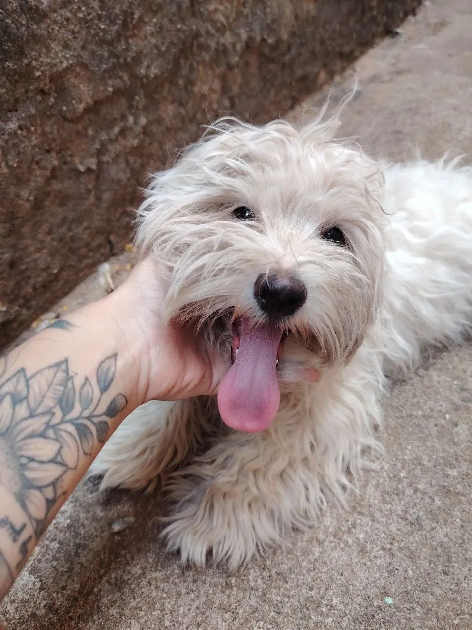 Vendo cachorro maltês - Foto 3