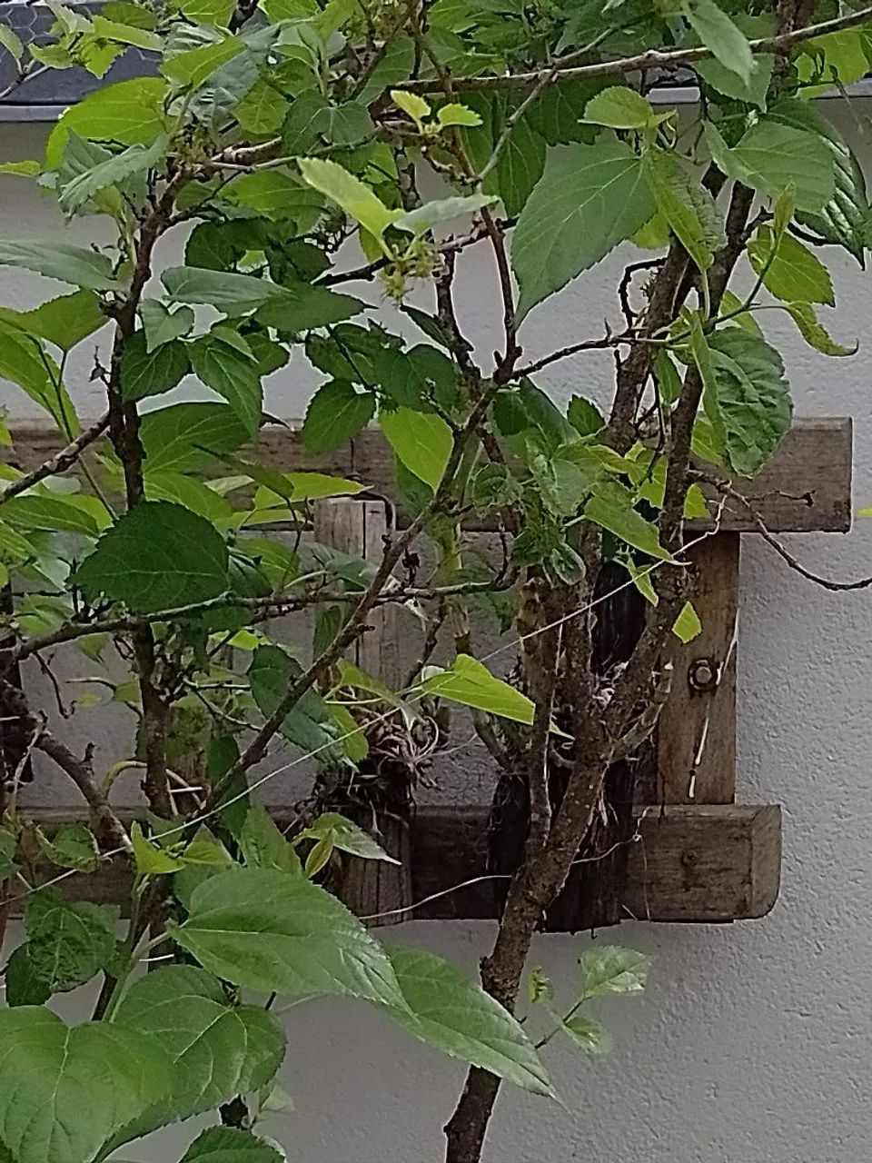 Planta frutífera  - Foto 2
