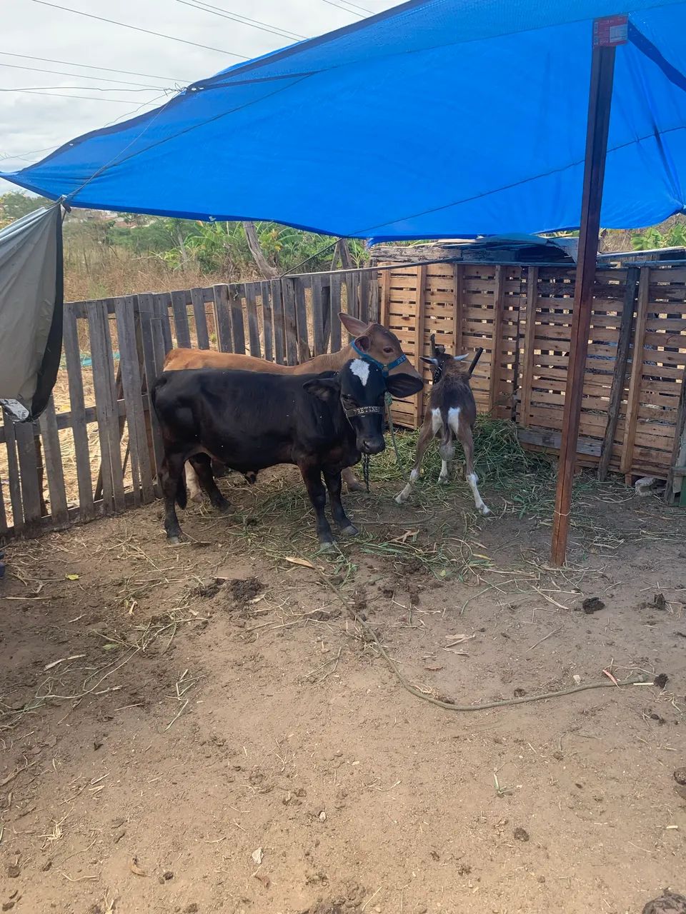 Agro e indústria  - Foto 4