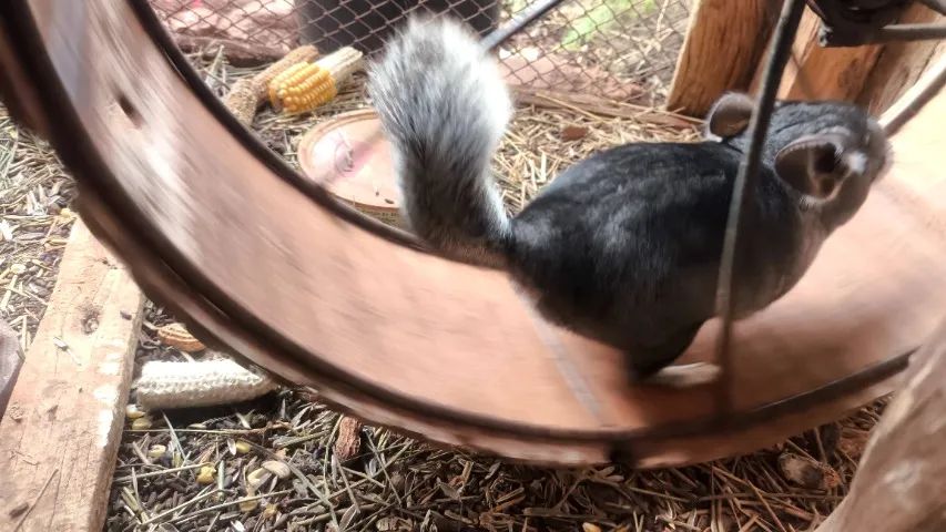 Chinchila  - Foto 2