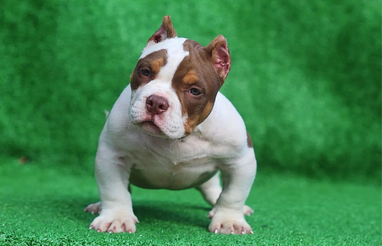 American bully - Foto 2