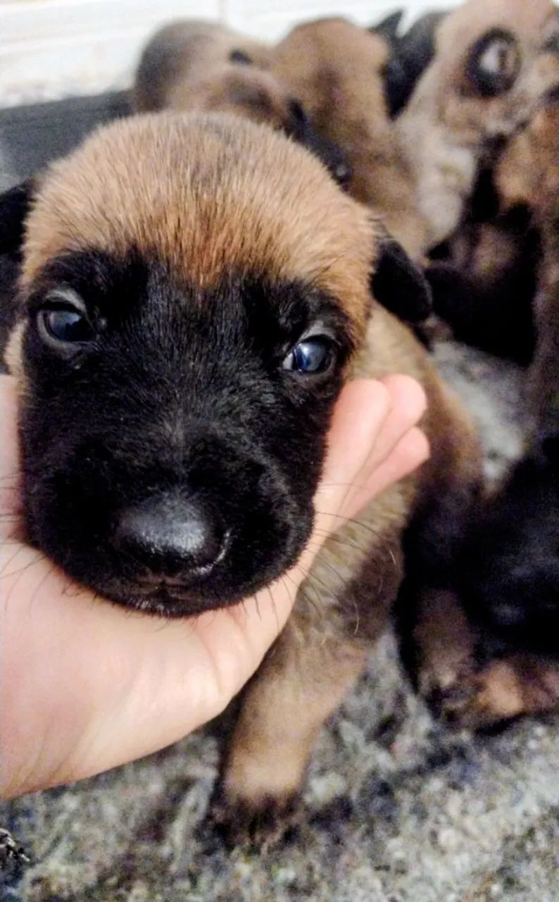 Filhotes de pastor Belga Malinois  - Foto 3