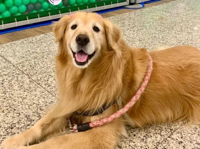 Cachoro  - Foto 3