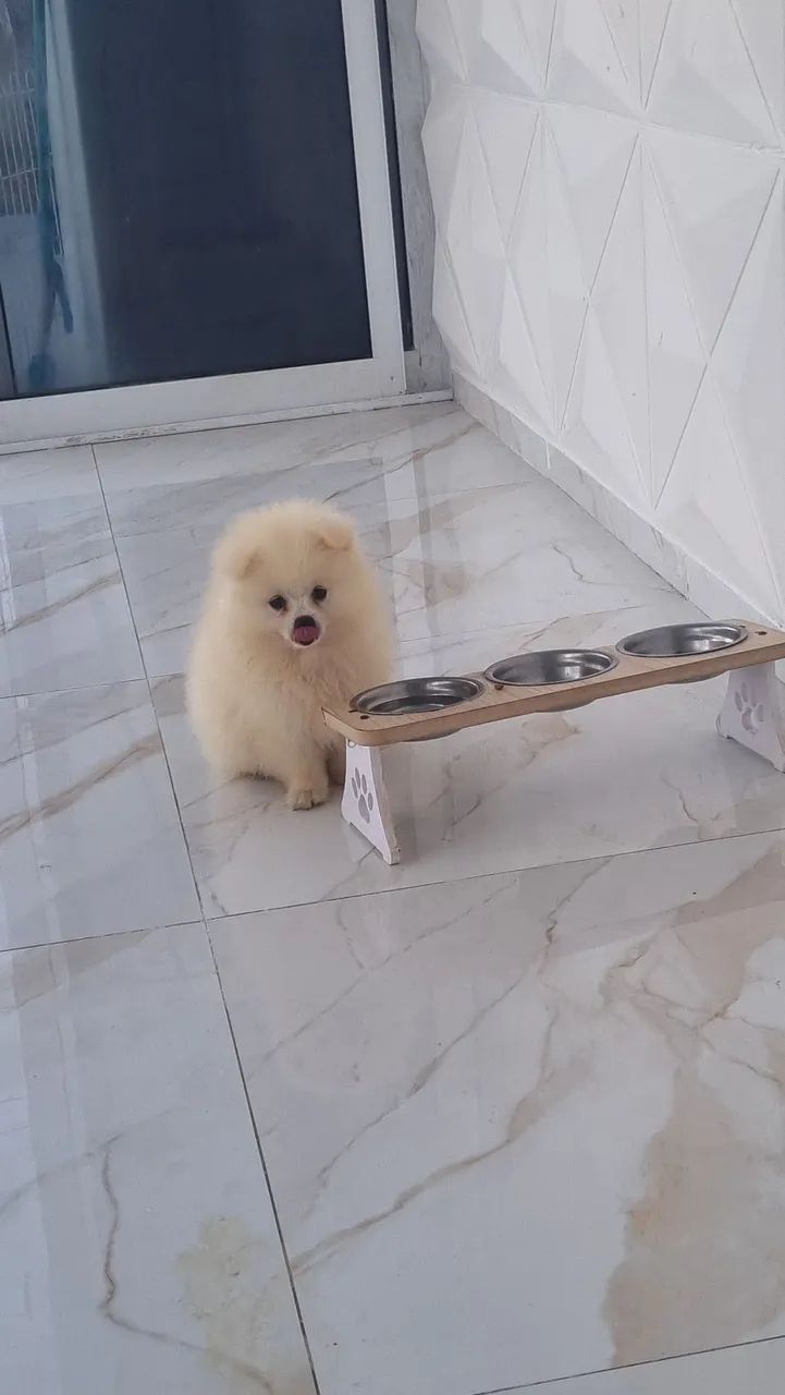 Cachorro / spitz alemao  - Foto 4