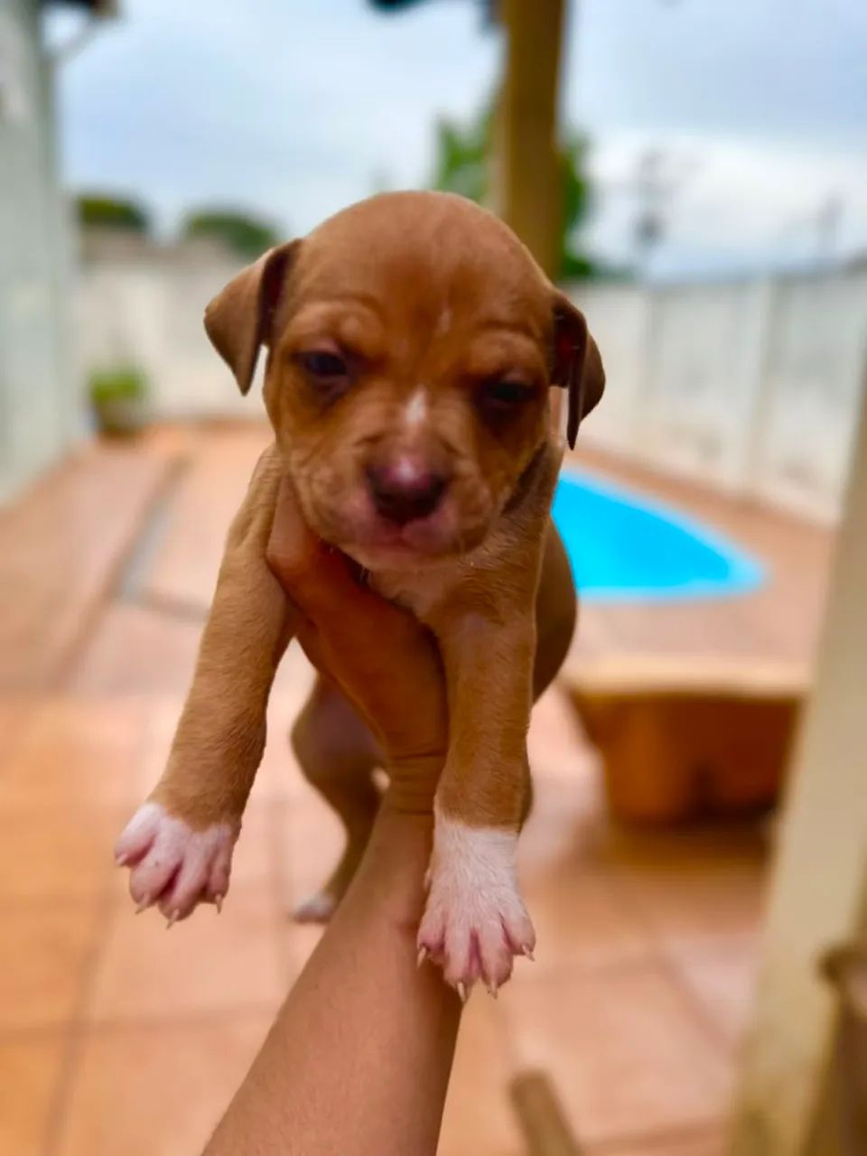 American Bully - Foto 4