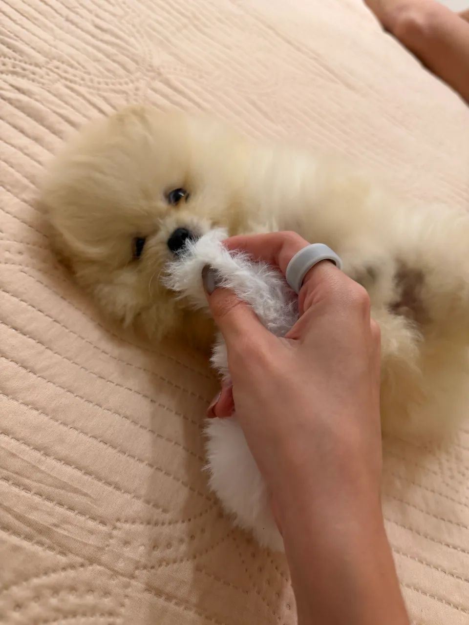 Lulu da Pomerania   - Foto 2