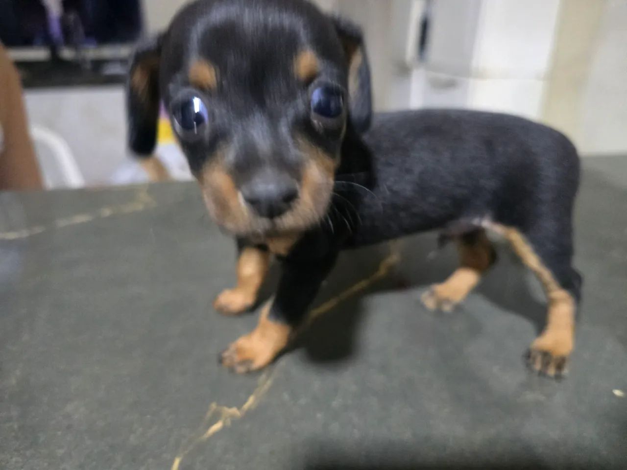 Pinscher n°1 - Foto 3