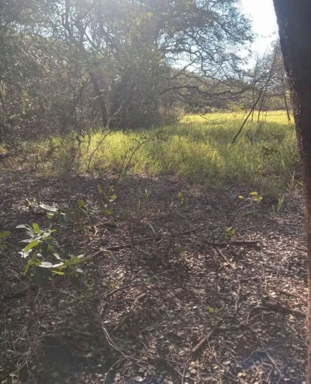 CÓD 582 | Chácara 2,5 ha  Região Gameleira | Campo Grande/MS - Foto 3