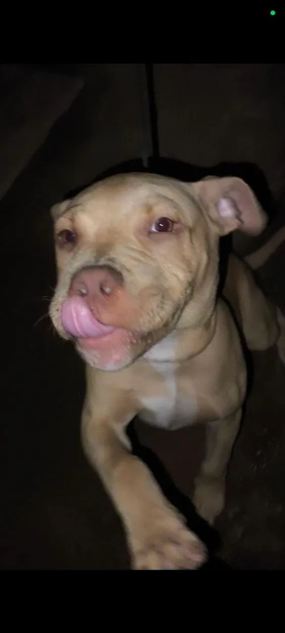 Filhote de Pitbull 