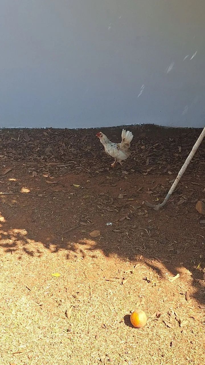 Doação de garnisé - Foto 2