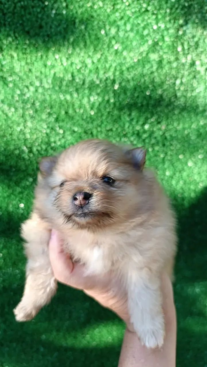 Lulu Spitz  - Foto 3