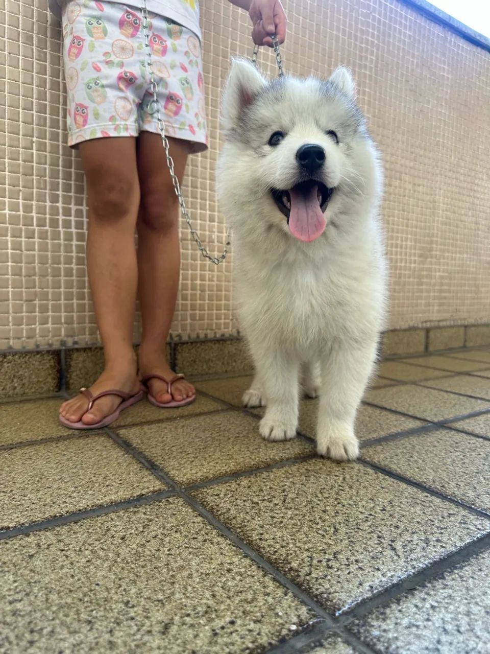 Husky siberiano 