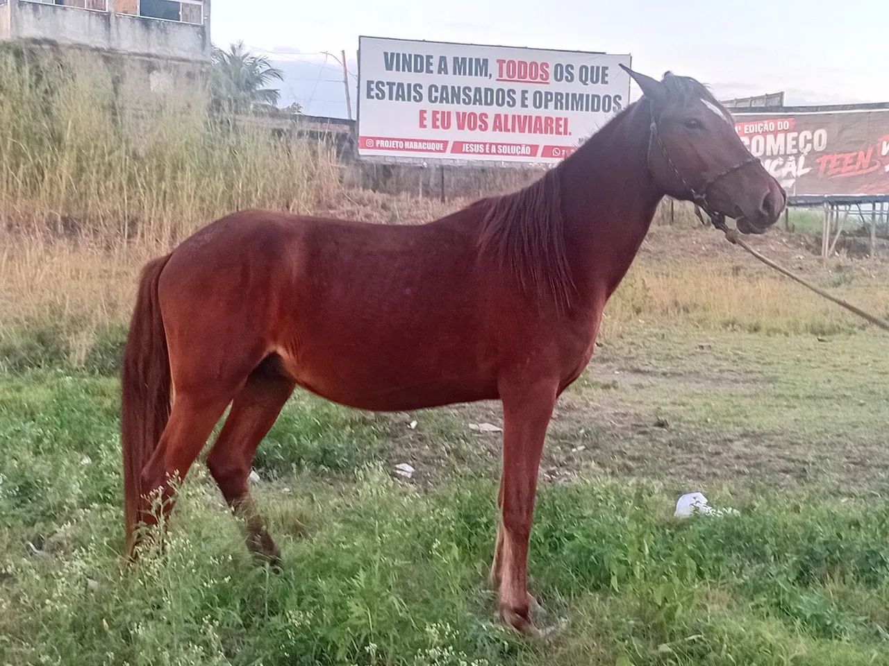 1 Potro e 1 Mula - Foto 4