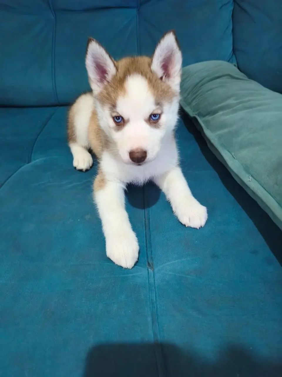 Husky Siberiano filhotes  - Foto 3