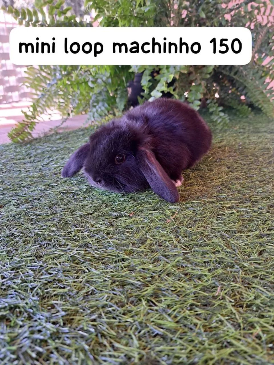 mini coelhos fofos varias opções  - Foto 2