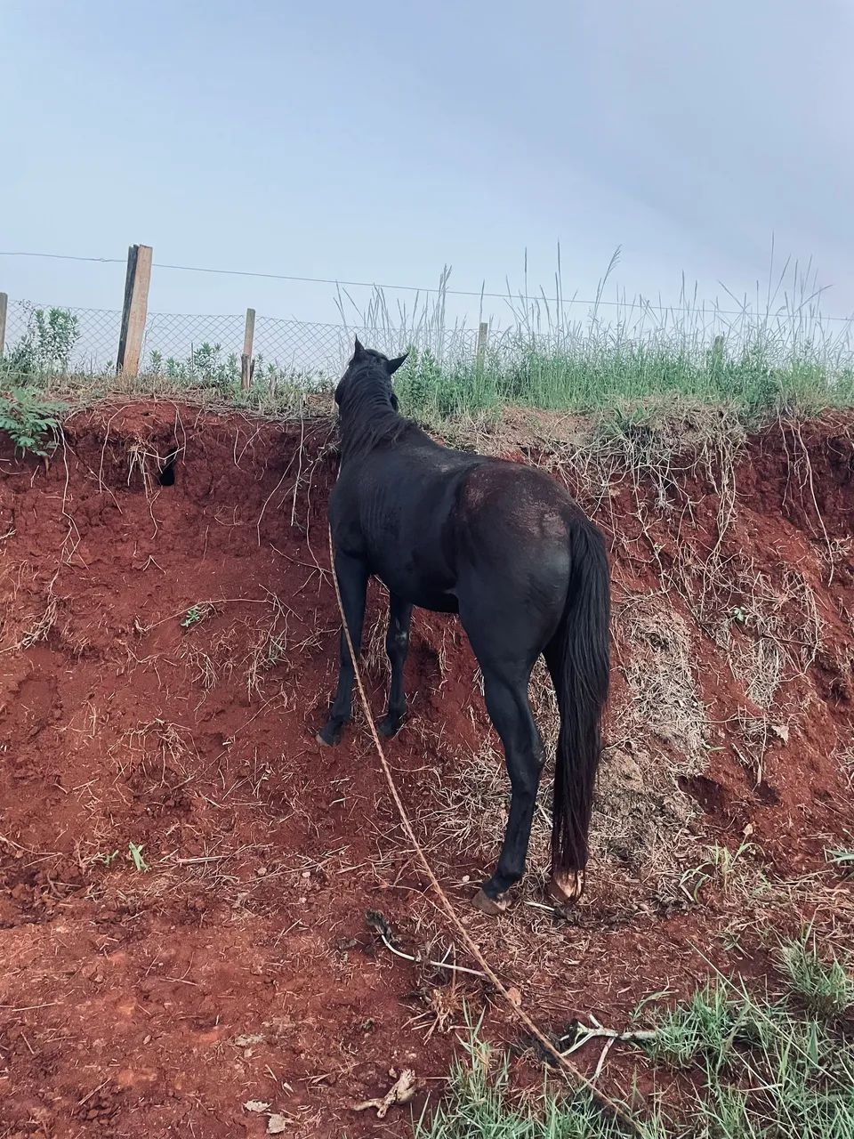 Cavalo  - Foto 2