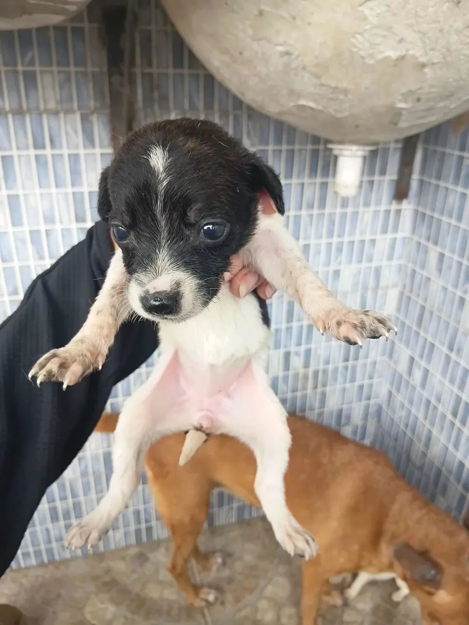 Chorros - Foto 4