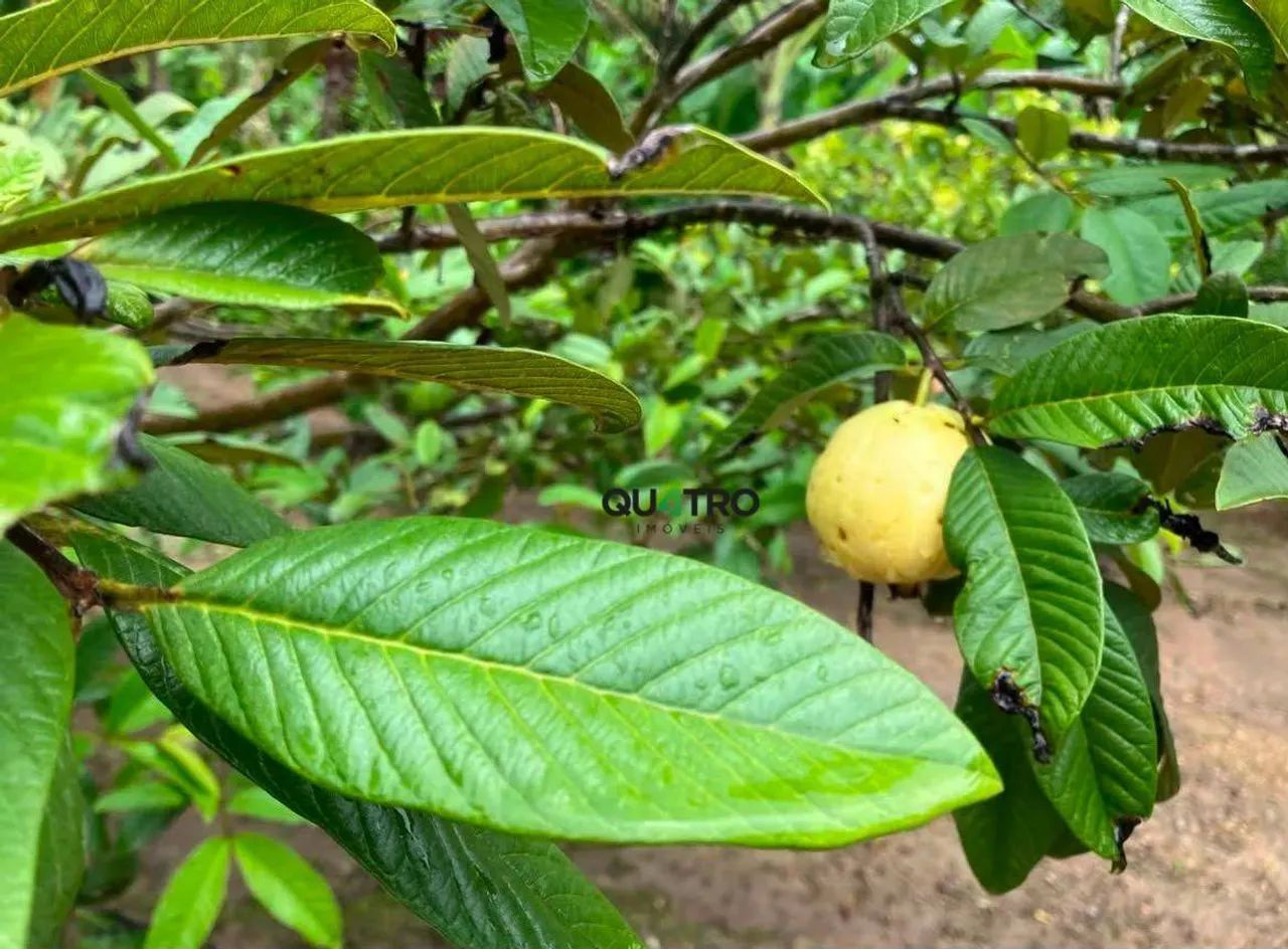 Oportunidade Sítio à Venda na Serra de Mulungu. - Foto 4