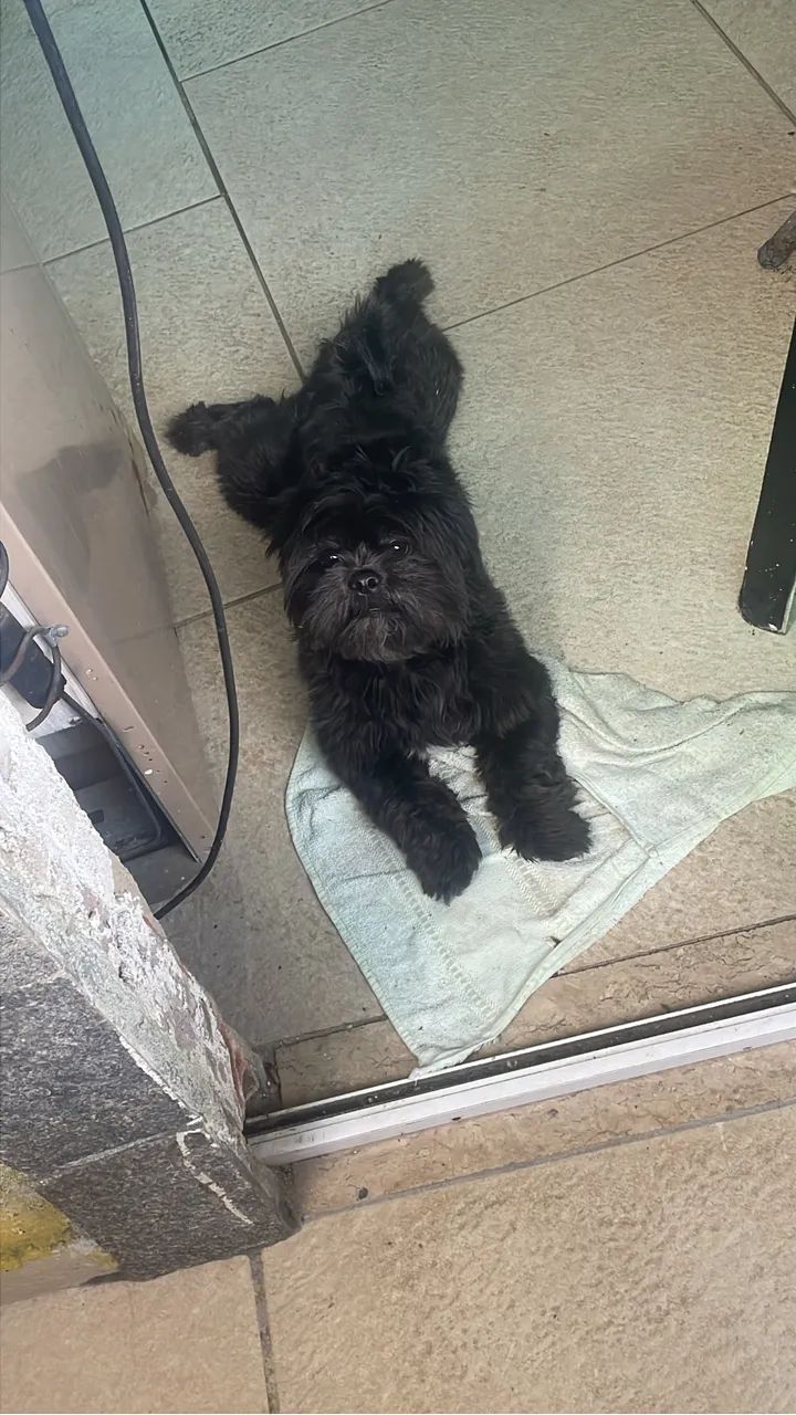 Cachoro 