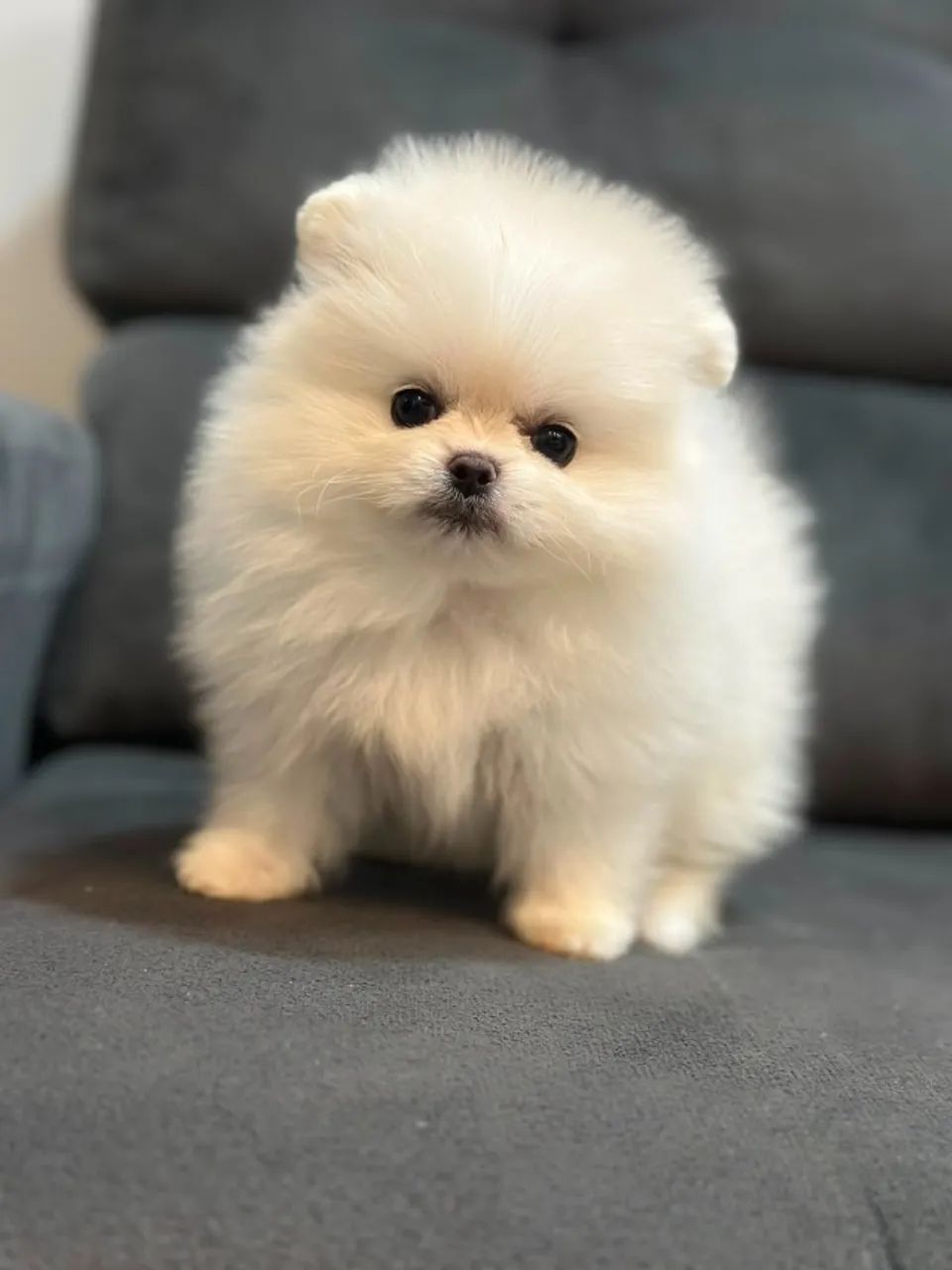 Spitz Alemão Disponível - Foto 4