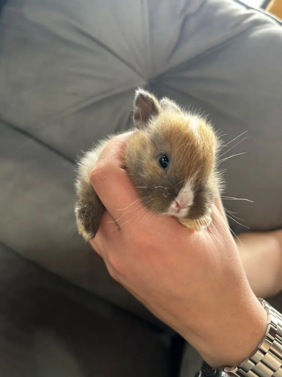 Filhotes de mini coelho  - Foto 3
