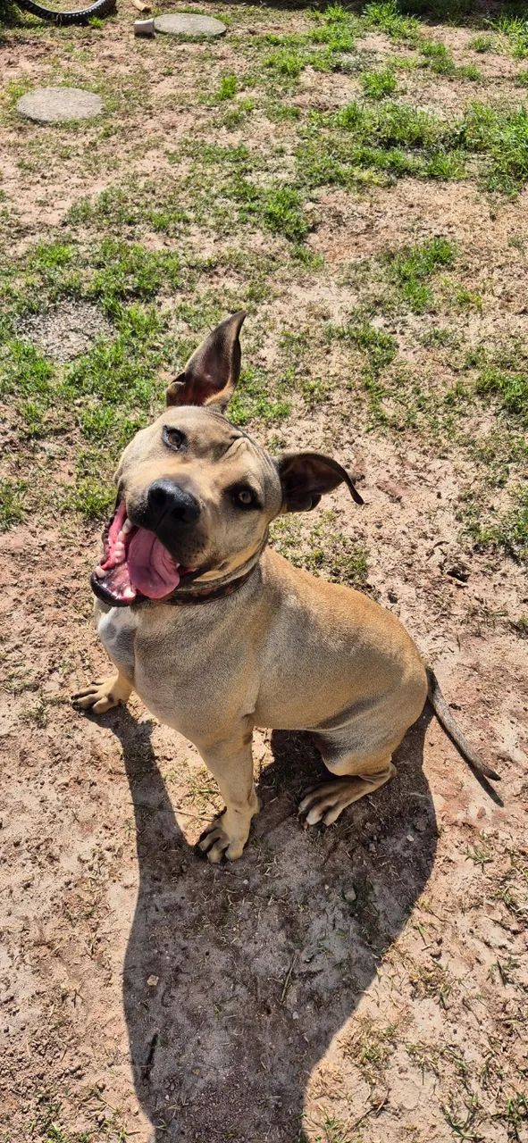 Âmbar, pitbull 1 ano e meio. Damos ajuda de custo - Foto 2