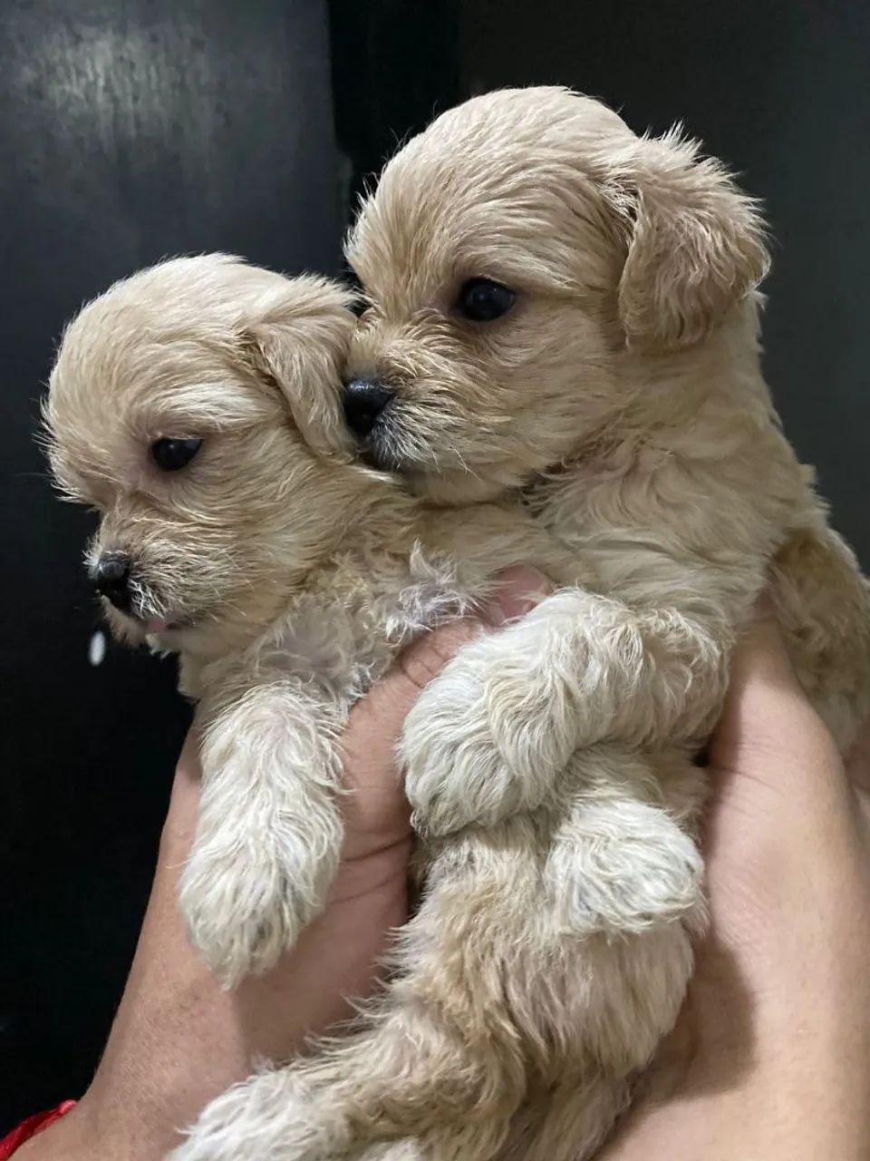 Vendo cachorro shih Tzu  - Foto 5