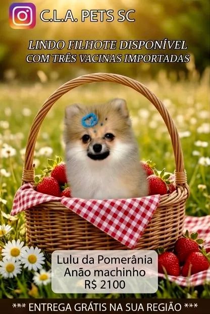 Lulu anão  - Foto 3