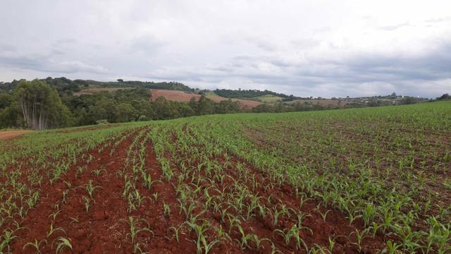 Fazenda Arrendamento 150 alq no Pr - Terrenos, sítios e 