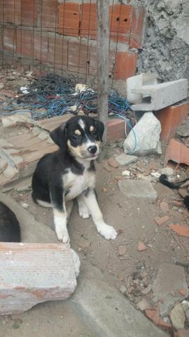 Cãezinhos par doação