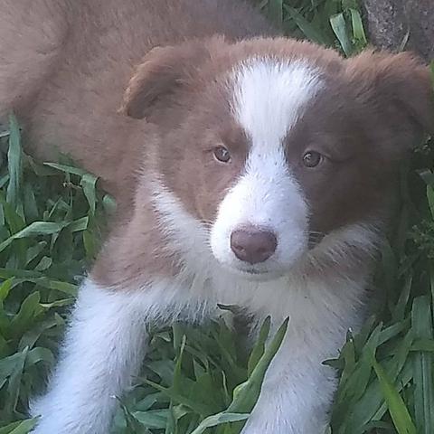 Border Collie lindos filhotes - Foto 2