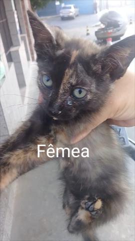 Adoção responsável de gatos - Foto 6