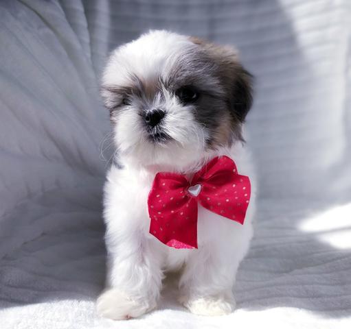 Linda Lhasa Apso Micro, Parcelo em Até 10x!!! - Foto 4