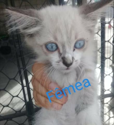 Adoção responsável de gatos