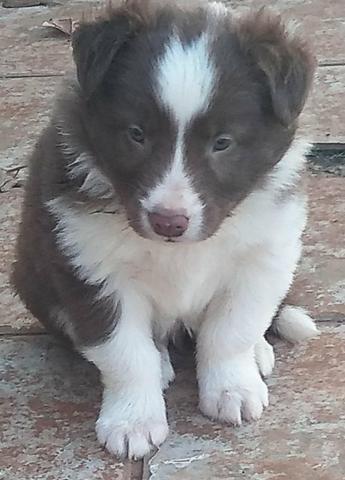 Border Collie lindos filhotes - Foto 6
