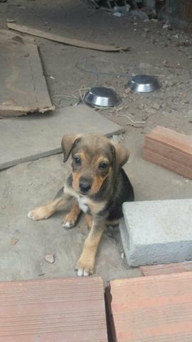 Cãezinhos par doação - Foto 2
