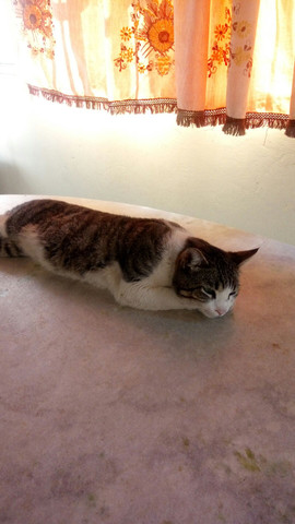 Doa-se gato - Foto 2
