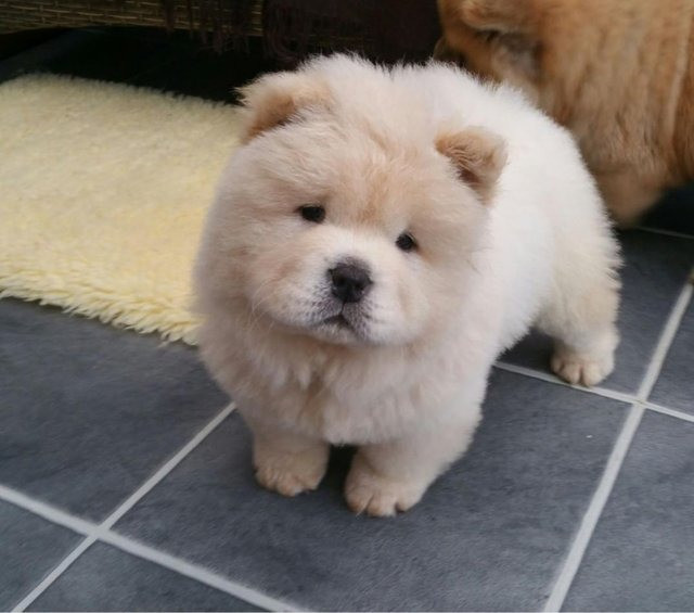 Filhotes de Chow Chow Macho e fêmea/vermifugados e vacinados