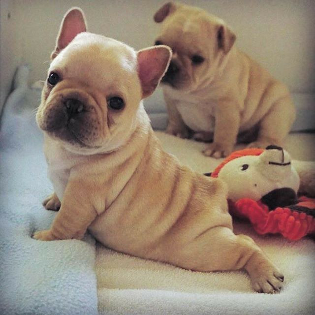 BULLDOG FRANCÊS, fêmeas e machinhos já vacinados e com todas as garantias em contrato.