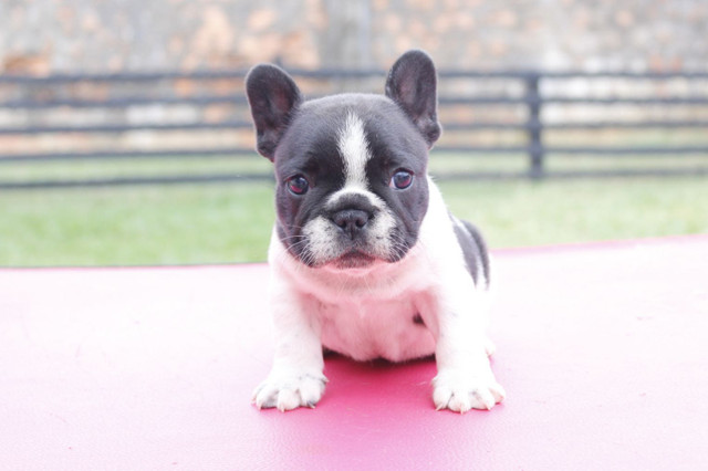 Filhote de Buldogue Frances Macho