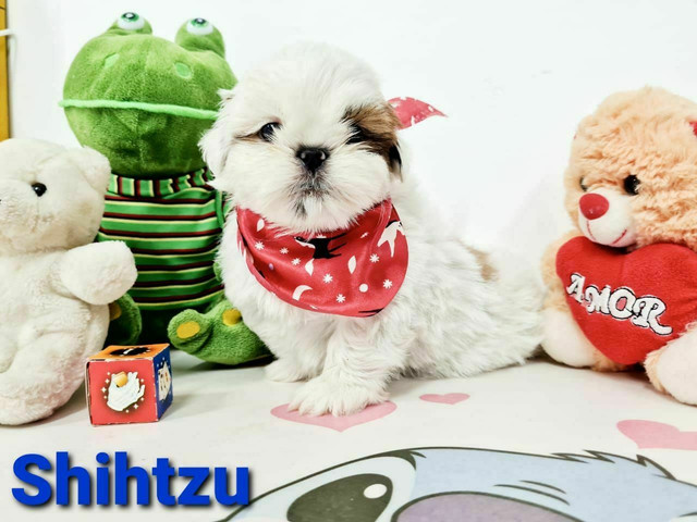 Shihtzu e varias outras raças ligue ja