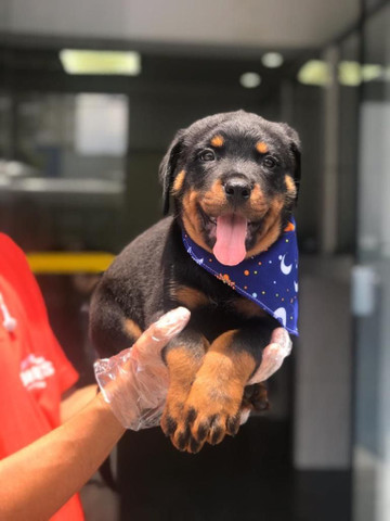 Para alegrar seu dia filhote de Rottweiler disponível - Foto 5