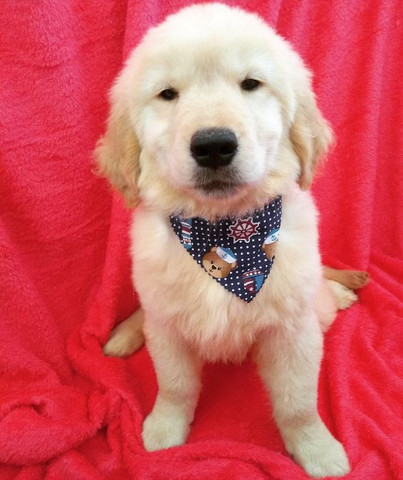 Golden Filhote com Pedigree - Foto 4
