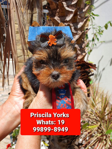 Yorkshire Terrier maravilhosos filhotes - Foto 6