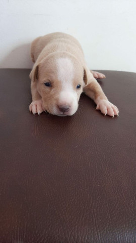Pitbull filhote