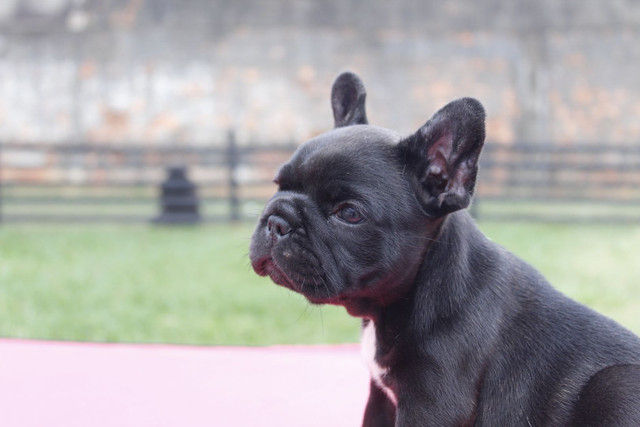 Filhote de Buldogue Frances Macho - Foto 5