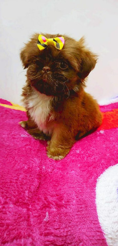 SHIH TZU , fêmeas e machinhos já vacinados e com todas as garantias em contrato. - Foto 2