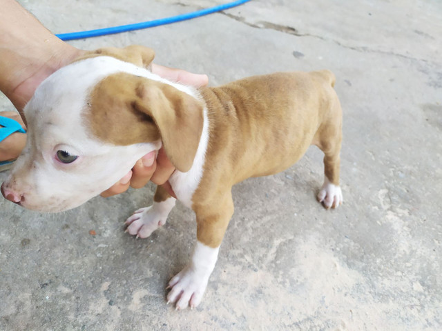 Pitbull - Foto 4