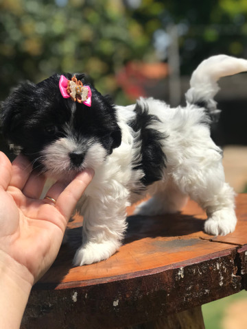 Linda Femêa de lhasa apso disponível pronta entrega